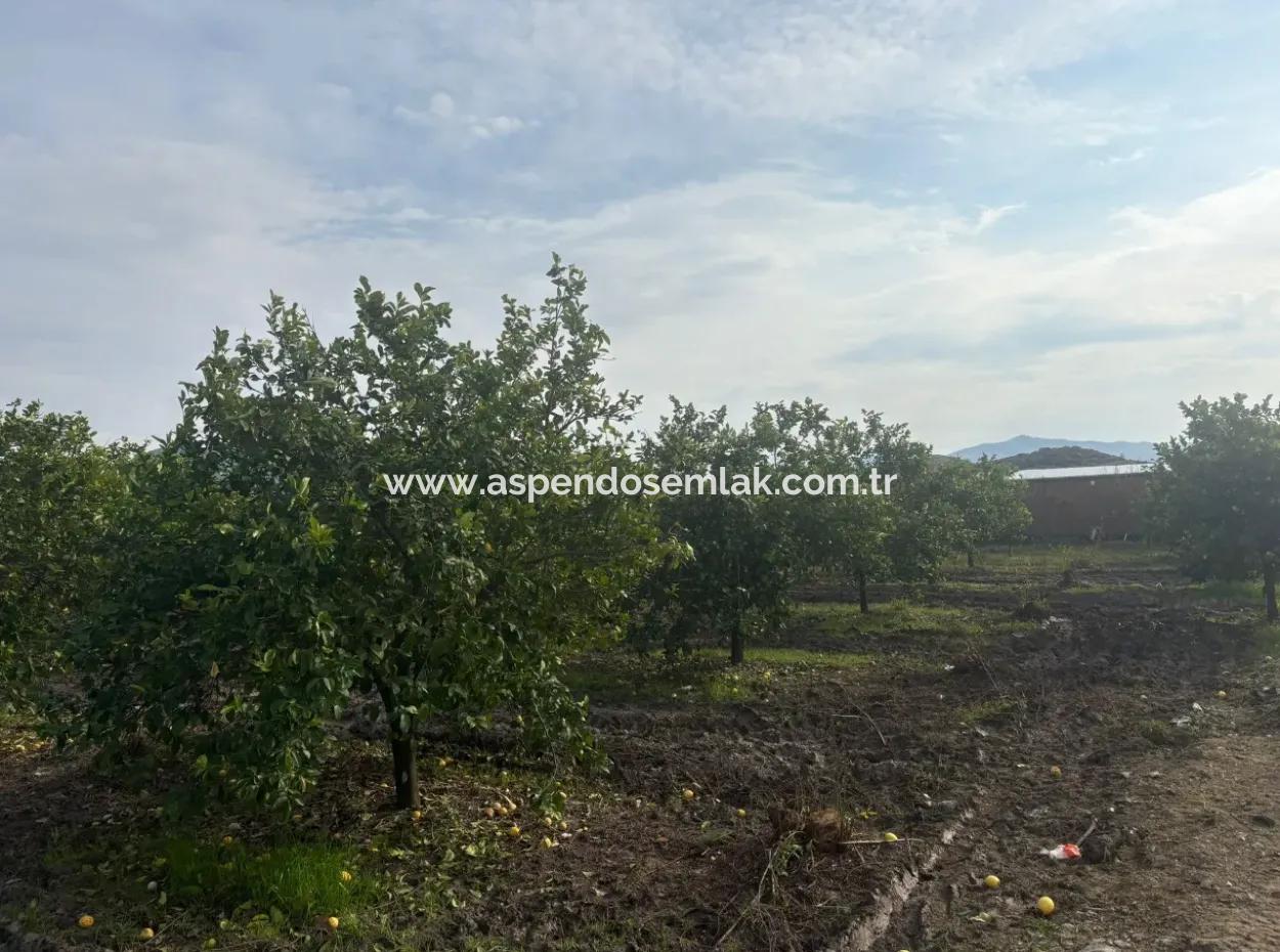 Tepearası'nda Tek Tapu 5617M2 Satılık Limon Bahçesi