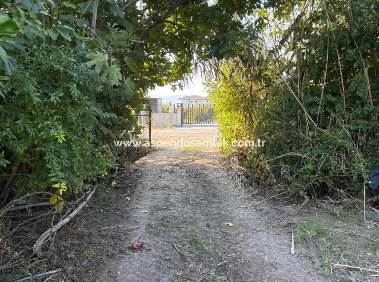 Eskiköy'de 6150M2 Satılık Limon Ve Nar Bahçesi