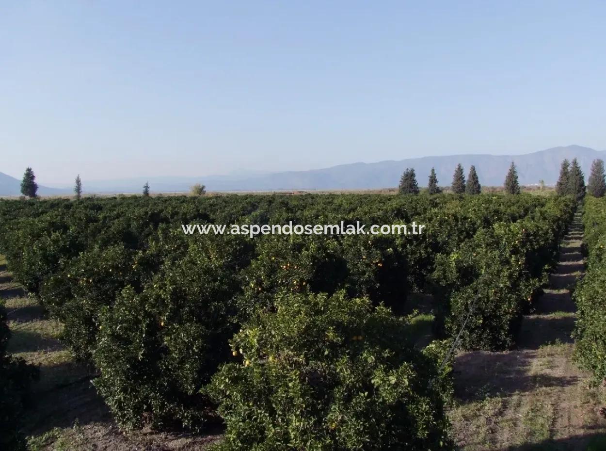 Tepearasında Satılık Bahçe Ortaca Tepearasında 65,000M2 Satılık Partakal Bahçe