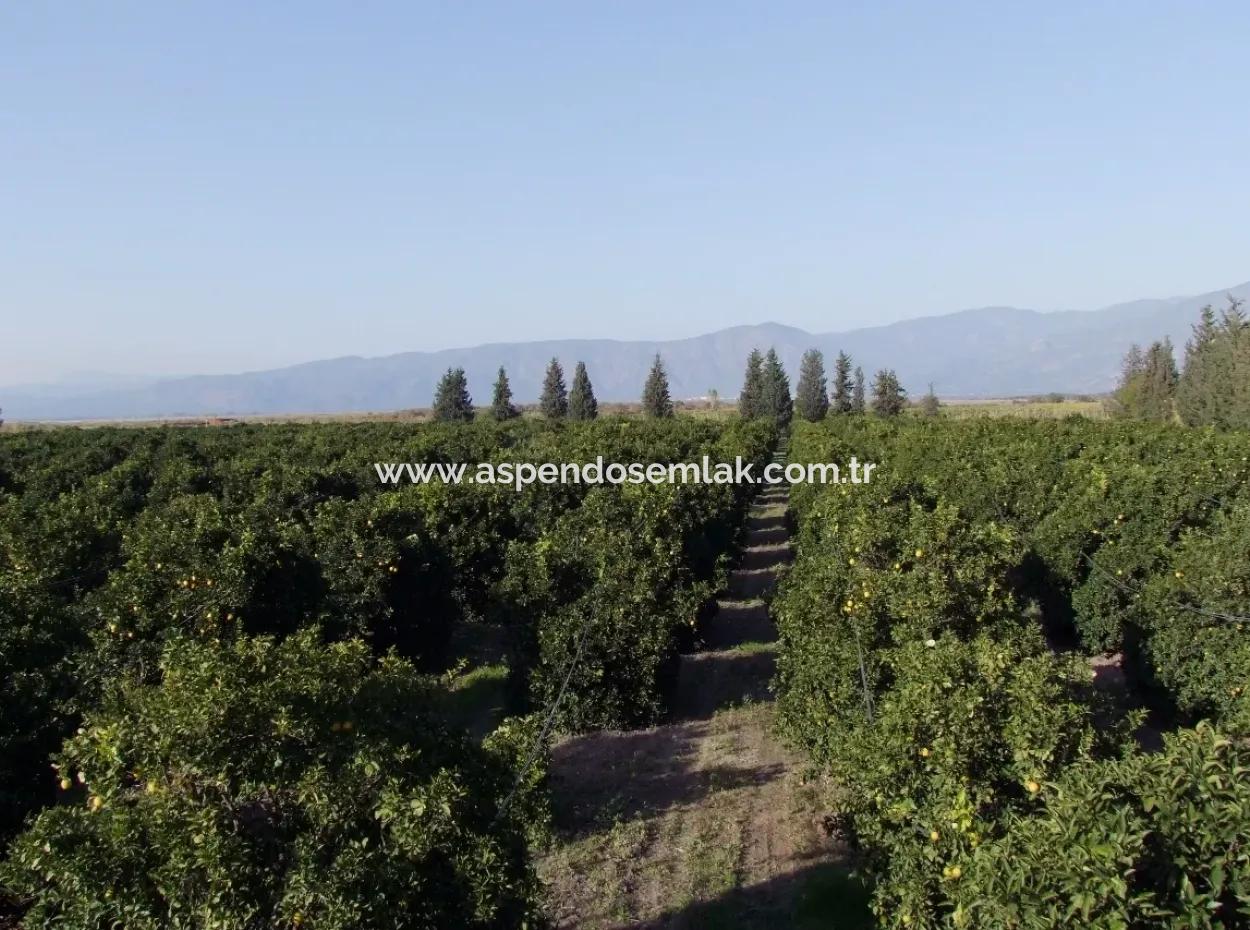 Tepearasında Satılık Bahçe Ortaca Tepearasında 65,000M2 Satılık Partakal Bahçe