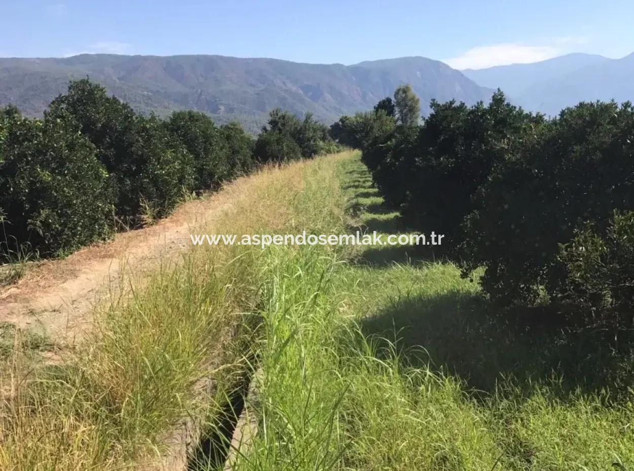 Doğuşbelenden Satılık Bahçe Arsa Köyceğiz Döğüşbelende Satılık Narence Bahçesi
