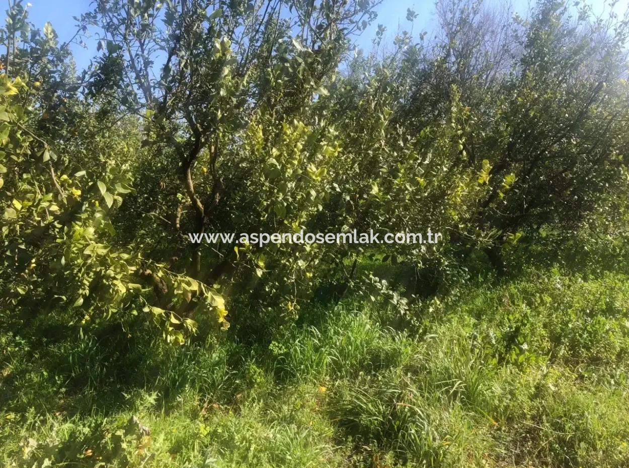 Akıncıda Satılık Arsa 803M2  İmarlı  Satılık Arsa