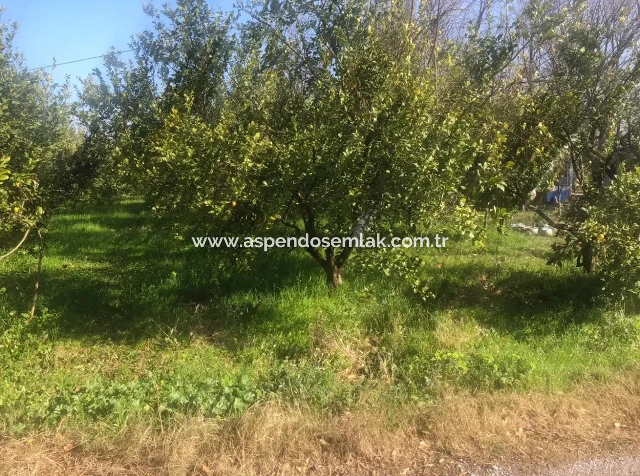 Akıncıda Satılık Arsa 803M2  İmarlı  Satılık Arsa