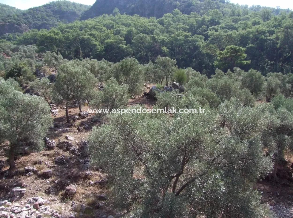 Ekincik Satılık Arsa Deniz Manzaralı 5,391M2 Satılık Arsa