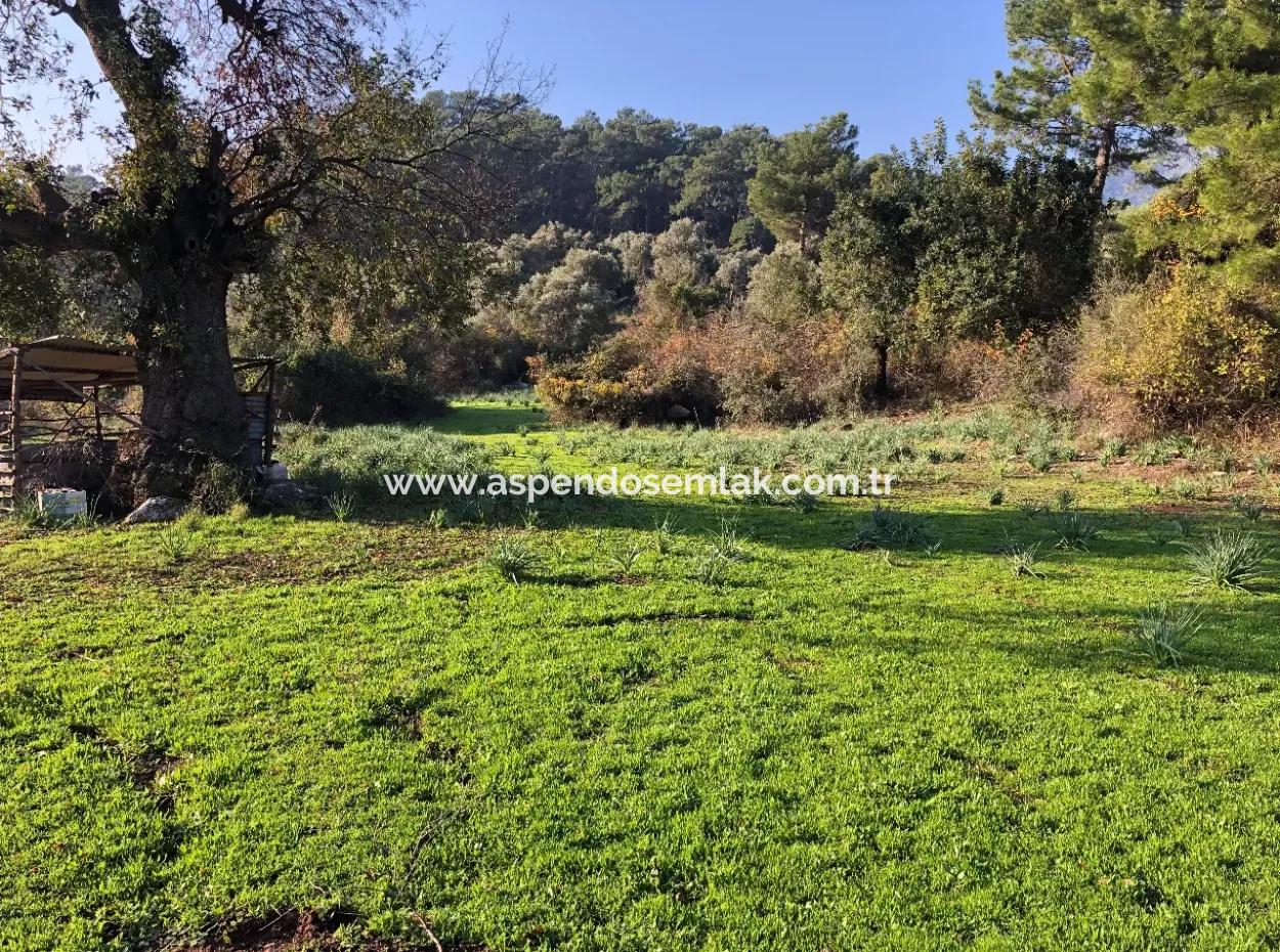 Ekincik Satılık Arsa 10,038M2 Satılık Arsa Tarla