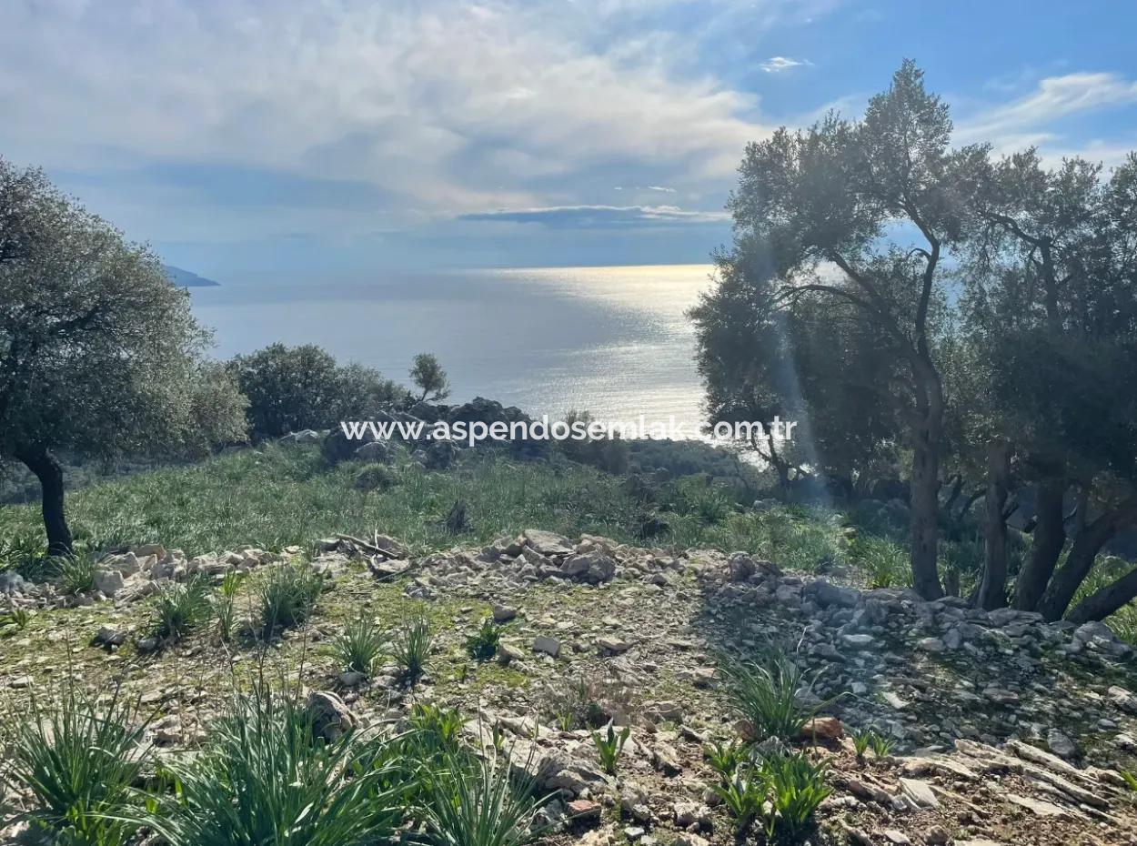 Ekincik'de Full Deniz Manzaralı Satılık 8,900M2 Tarla